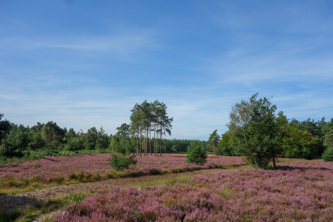 Bloeiend heideveld horizontaal